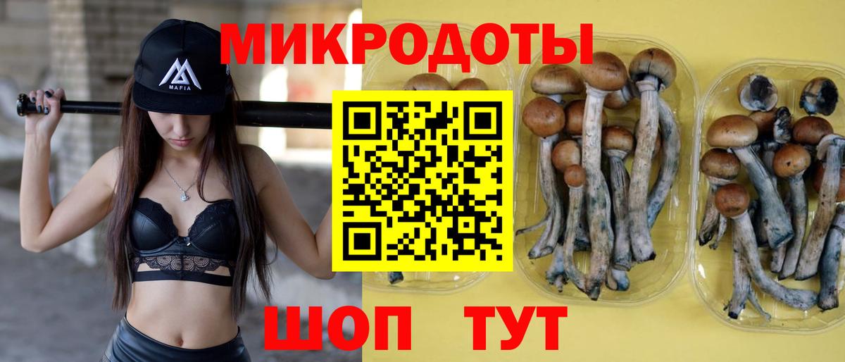 Псилоцибиновые грибы Cubensis Сланцы